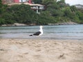 This seagull seems to observe the passivity of the sea.