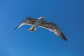 Seagull, seen from below, flying against a blue sky Royalty Free Stock Photo