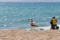 A seagull seen next to people sunbathing in El Arenal beach in Mallorca