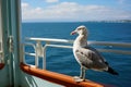 a seagull seen from the ships deck with the sea in the background