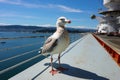 a seagull seen from the ships deck with the sea in the background