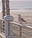 A seagull seen sitting on a metal railing