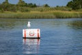 A seagull seen sitting on a white barrel buoy that says no in an orange circle on smooth water near a grassy swamp