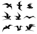 Seagull set. Vector Royalty Free Stock Photo