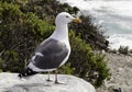 Seagull