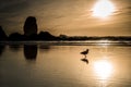 Seagull shadow on Cannon beach at sunset