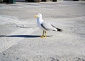 Seagull with shadow