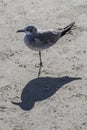 Seagull and shadow stands on one leg