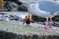 Seagull shakes the crab it is dismembering for its meal