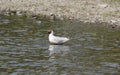 Seagull in the shallow water Royalty Free Stock Photo