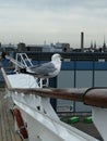 Seagull on the ship pier Royalty Free Stock Photo