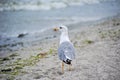 Seagull on shore Royalty Free Stock Photo