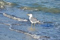 Seagull on shore Royalty Free Stock Photo