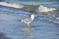 Seagull on shore Royalty Free Stock Photo