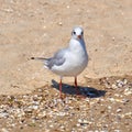 Seagull on the shore close - up on the background of natural sea