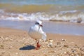 Seagull on the shore close - up on the background of natural sea