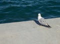 Seagull by the Shore