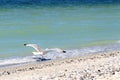 Seagull shore looking at the camera Royalty Free Stock Photo