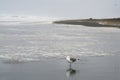 Seagull on shore of ocean beach