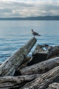 Seagull shoreline landscape