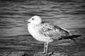 seagull shot in black and white, standing on a groyne that juts into the Baltic Sea Royalty Free Stock Photo