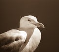 Seagull portrait