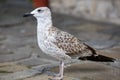 Seagull on the sidewalk Royalty Free Stock Photo