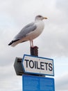 Seagull and Sign Royalty Free Stock Photo
