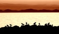 Seagull silhouette Royalty Free Stock Photo