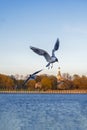 Seagull silhouette against blue sky and water.