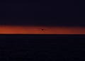 Seagull silhouette against orange sunset afterglow