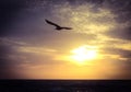 Seagull Silhouette Royalty Free Stock Photo