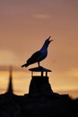 Seagull silhouette calling at sunset Royalty Free Stock Photo