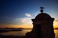 Seagull silhouette, Cannes Iles de Lerins, golden hour