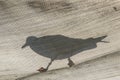 Seagull silhouette closeup