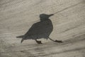 Seagull silhouette closeup