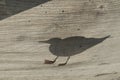 Seagull silhouette closeup