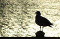 Seagull Silhouette