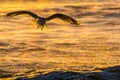 Seagull silhouette Royalty Free Stock Photo