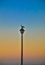 Silhouette of seagull and lantern Royalty Free Stock Photo