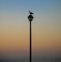 Very beautiful silhouette of a seagull sitting on a street lamp in the sunset. Royalty Free Stock Photo