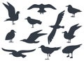 Seagull silhouette set isolated on white background vector. Set flying seagull. Black birds on a white background Royalty Free Stock Photo