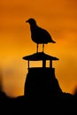Seagull silhouette standing on chimney at sunset Royalty Free Stock Photo