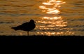 Seagull silhouette at sunset Royalty Free Stock Photo