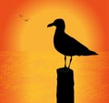 Seagull silhouette at sunset Royalty Free Stock Photo