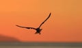 Seagull silhouette at sunset Royalty Free Stock Photo