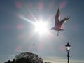 Seagull Silhouette in Sunshine Royalty Free Stock Photo