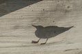 Seagull silhouette closeup