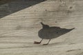 Seagull silhouette closeup