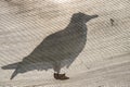 Seagull silhouette closeup